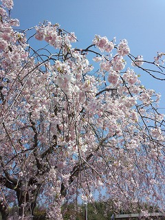 枝垂桜。。。