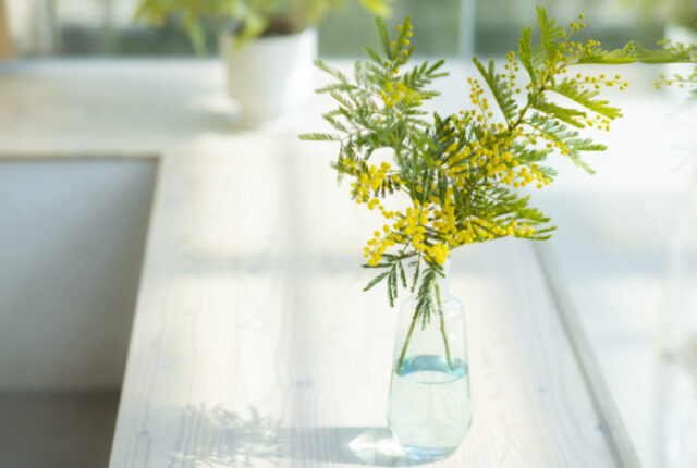 窓辺のミモザ｜フランスで春を告げる「ミモザ」の魅力｜家づくりや暮らしに活かす花のある暮らし