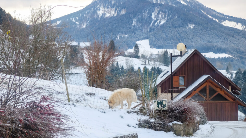 雪の降る地域|フランスに雪は降るのか|地域差と雪のある暮らし、日本との違い