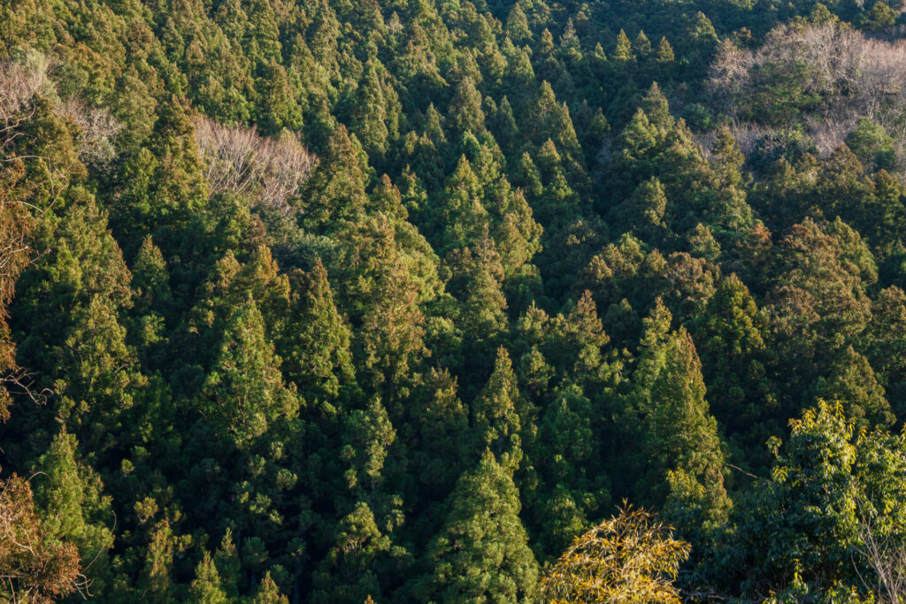 家の中でも花粉症がつらい理由｜花粉対策になる家づくりや暮らし方のポイント