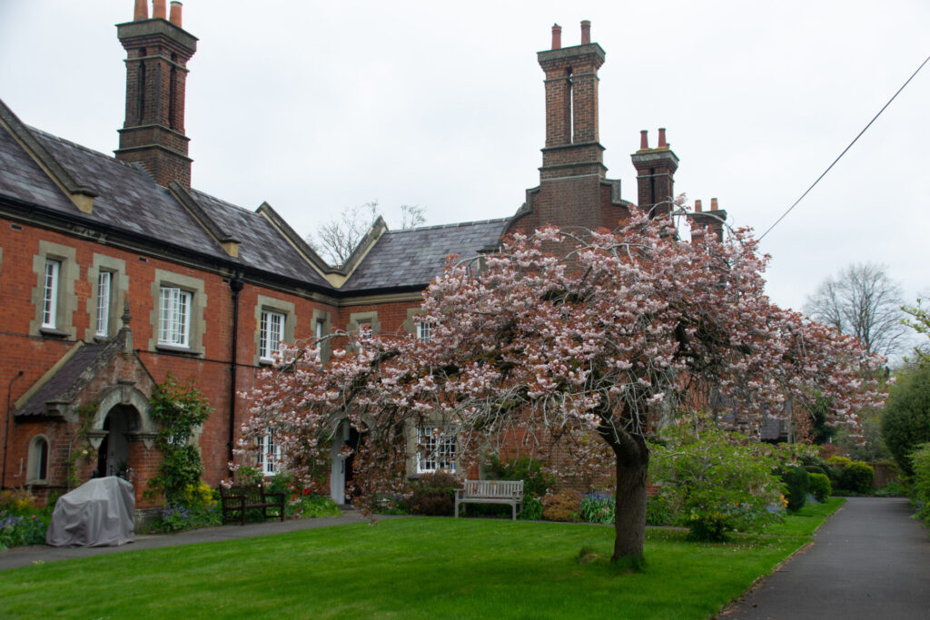 イギリスの「桜文化」と庭のある暮らし｜春の景色を住まいに取り込む家づくり
