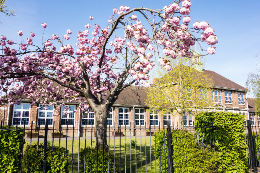 イギリスの「桜文化」と庭のある暮らし｜春の景色を住まいに取り込む家づくり