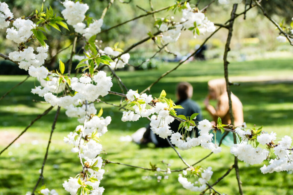 イギリスの「桜文化」と庭のある暮らし｜春の景色を住まいに取り込む家づくり