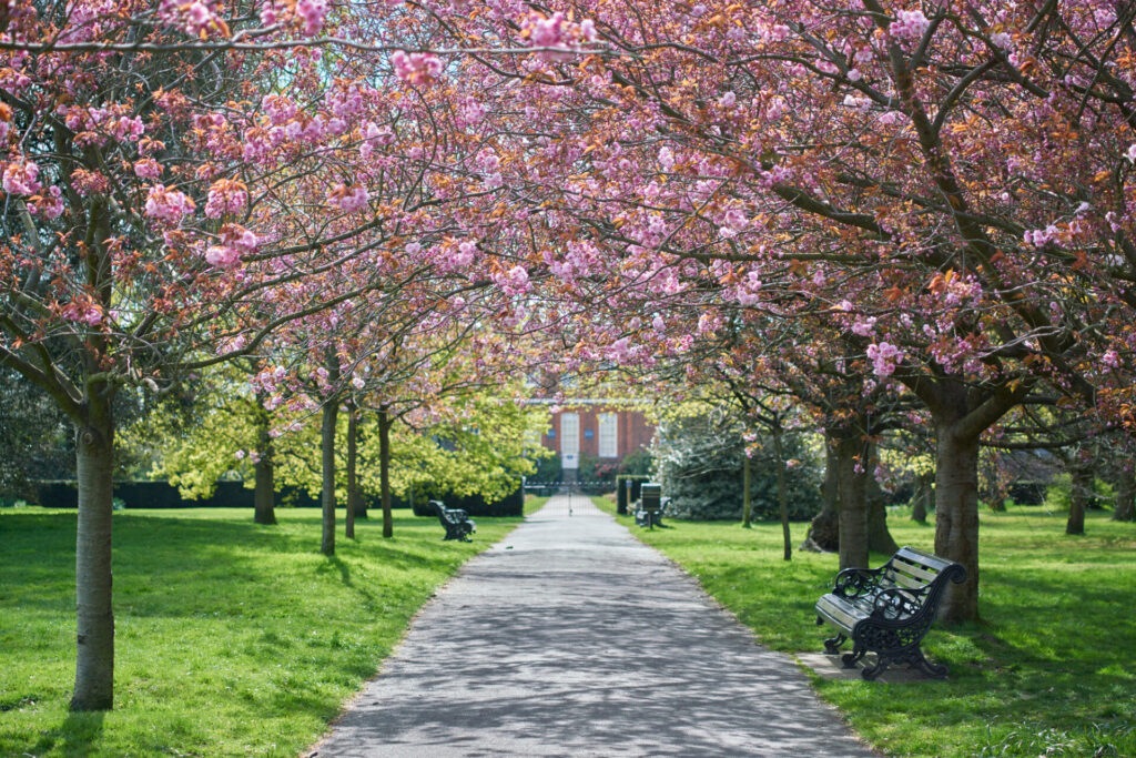 イギリスの「桜文化」と庭のある暮らし｜春の景色を住まいに取り込む家づくり