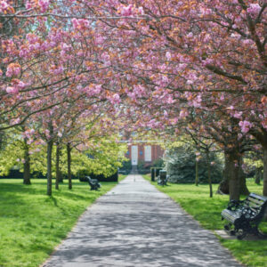 イギリスの「桜文化」と庭のある暮らし｜春の景色を住まいに取り込む家づくり