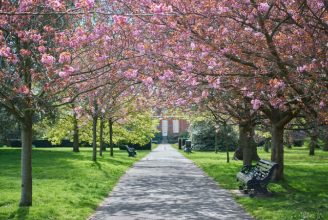 イギリスの「桜文化」と庭のある暮らし｜春の景色を住まいに取り込む家づくり